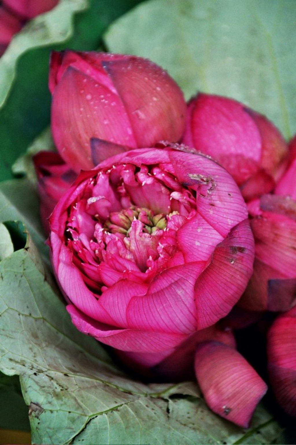 Lotus flower - very important for Buddhists.